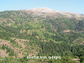 έλατα-φτέρη-βραχώδη περιοχή 