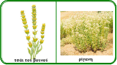 ���� ��� ������ - ������