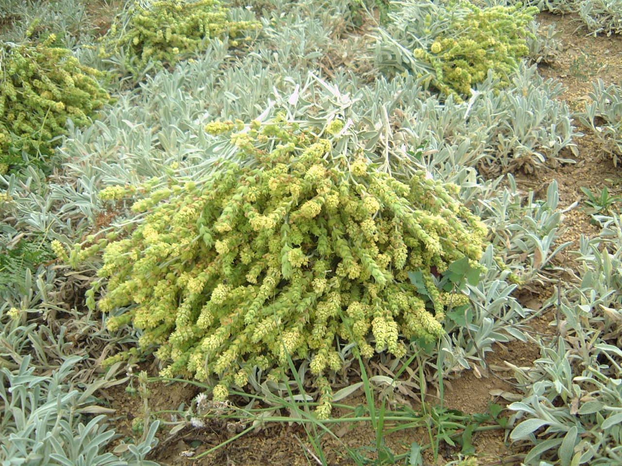 Greek Mountain Tea